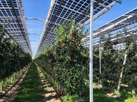 Erntereife_Äpfel_Bernhard