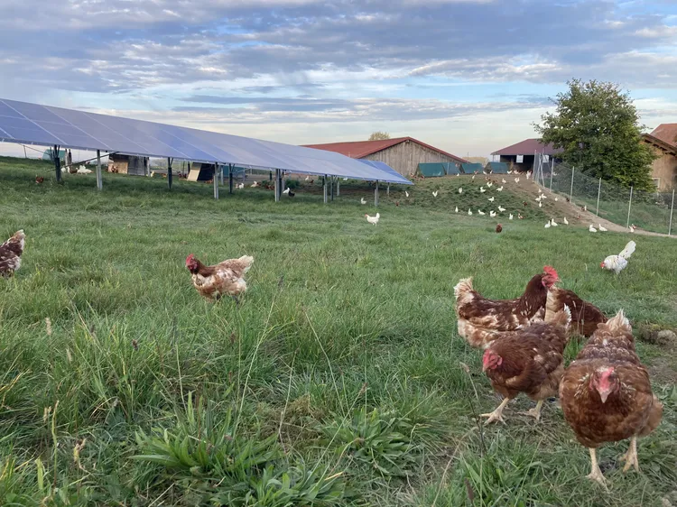 laying hens Legehenne PV