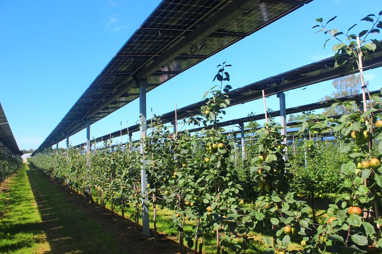 Nußbach Apfel Agri-PV