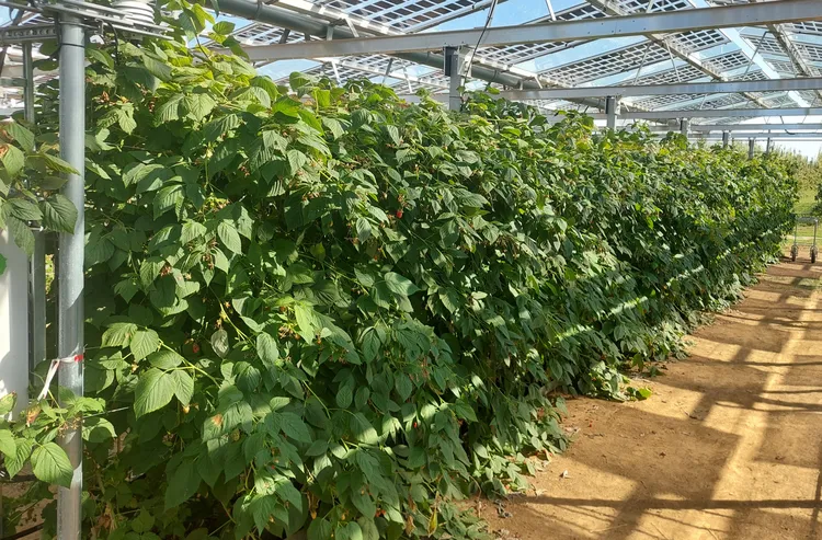 Tulameen Agri-PV LVWO