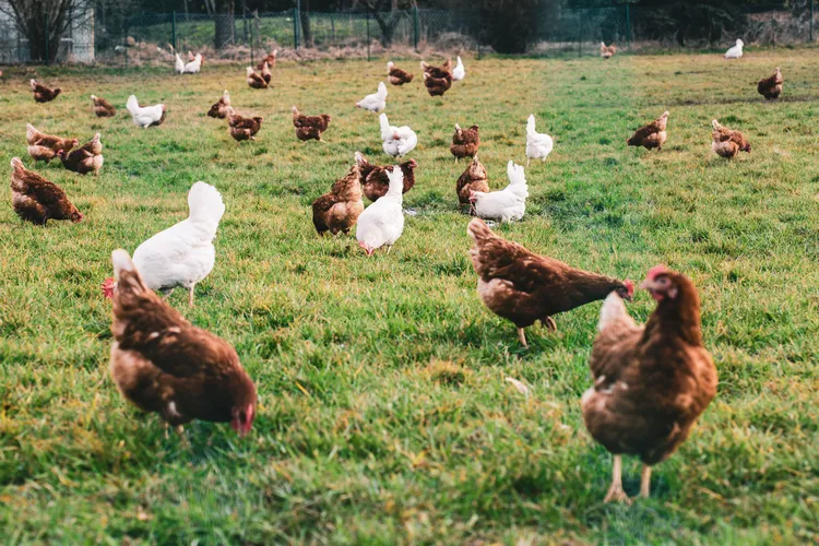 white-brown-chickens-fields-daytime
